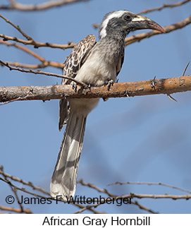African Gray Hornbill - © James F Wittenberger and Exotic Birding LLC African Gray Hornbill - © James F Wittenberger and Exotic Birding LLC