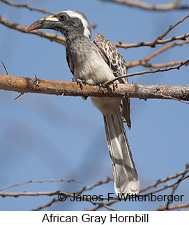 African Gray Hornbill - © James F Wittenberger and Exotic Birding LLC