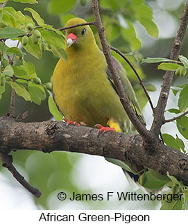 African Green-Pigeon - © James F Wittenberger and Exotic Birding LLC