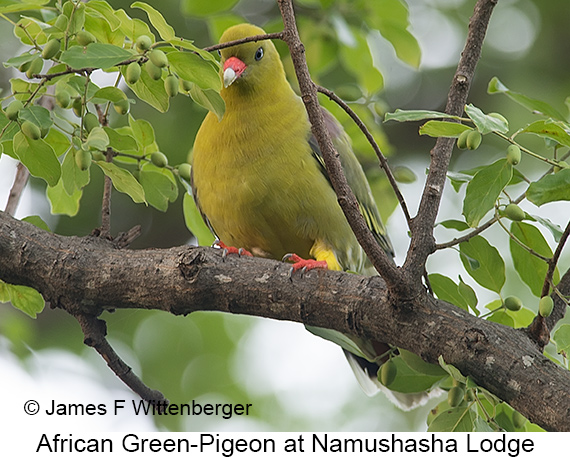 African Green-Pigeon - © James F Wittenberger and Exotic Birding LLC African Green-Pigeon - © James F Wittenberger and Exotic Birding LLC