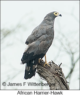 African Harrier-Hawk - © James F Wittenberger and Exotic Birding LLC