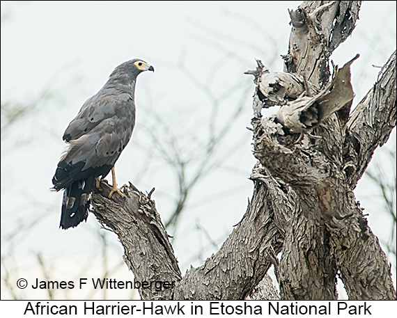 African Harrier-Hawk - © James F Wittenberger and Exotic Birding LLC