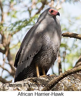 African Harrier-Hawk - &copy; James F Wittenberger and Exotic Birding LLC