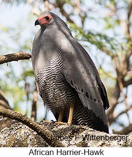 African Harrier-Hawk - © James F Wittenberger and Exotic Birding LLC