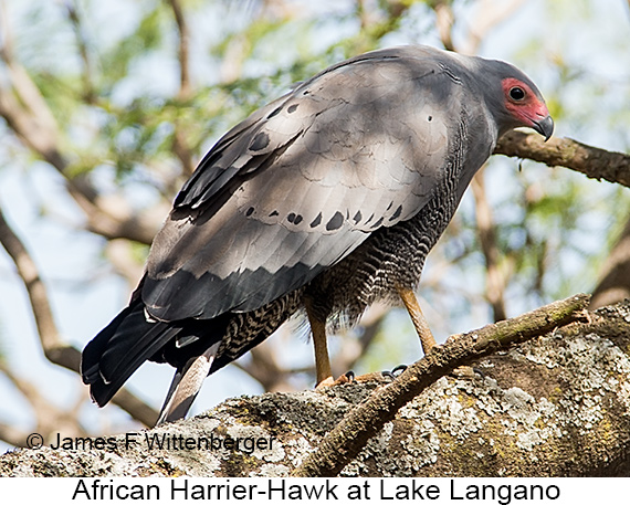 African Harrier-Hawk - © The Photographer and Exotic Birding LLC