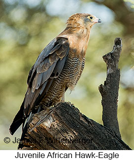 African Hawk-Eagle - © James F Wittenberger and Exotic Birding LLC African Hawk-Eagle - © James F Wittenberger and Exotic Birding LLC