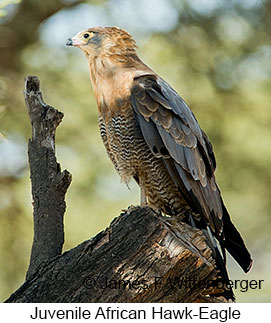 African Hawk-Eagle - &copy; James F Wittenberger and Exotic Birding LLC