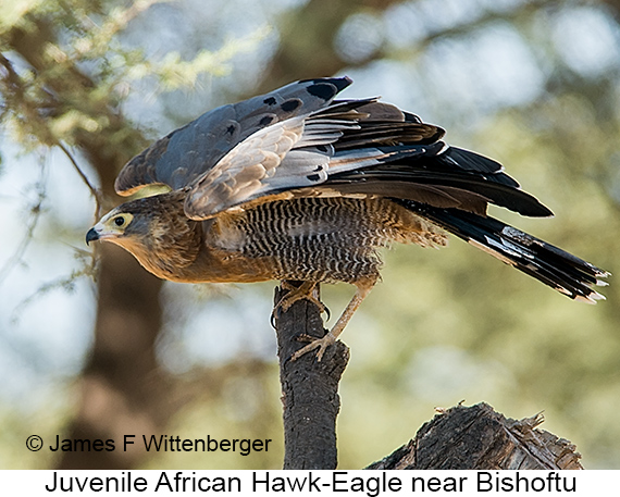African Hawk-Eagle - © The Photographer and Exotic Birding LLC