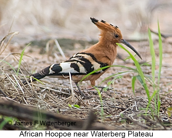 African Hoopoe - © James F Wittenberger and Exotic Birding LLC