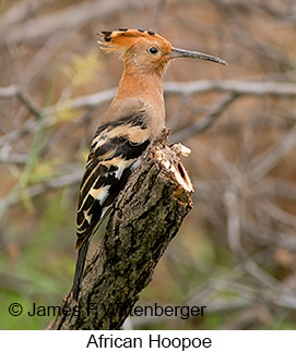 African Hoopoe - © James F Wittenberger and Exotic Birding LLC