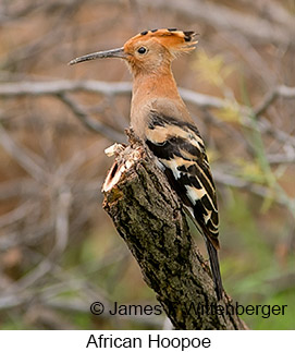 African Hoopoe - © James F Wittenberger and Exotic Birding LLC