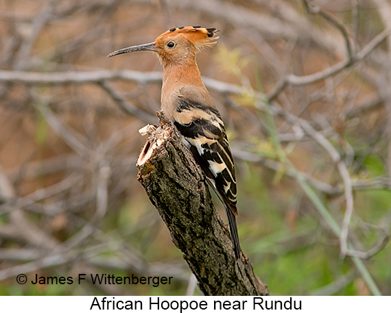 African Hoopoe - © James F Wittenberger and Exotic Birding LLC