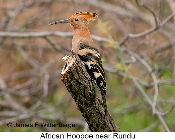 African Hoopoe - © James F Wittenberger and Exotic Birding LLC African Hoopoe - © James F Wittenberger and Exotic Birding LLC