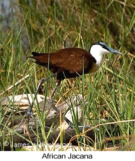 African Jacana - © James F Wittenberger and Exotic Birding LLC