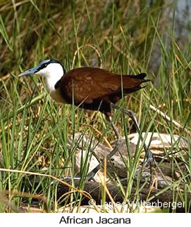 African Jacana - © James F Wittenberger and Exotic Birding LLC African Jacana - © James F Wittenberger and Exotic Birding LLC