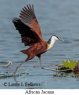 African Jacana - © Laura L Fellows and Exotic Birding LLC African Jacana - © Laura L Fellows and Exotic Birding LLC