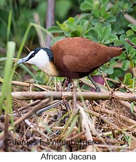 African Jacana - © James F Wittenberger and Exotic Birding LLC