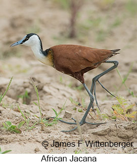 African Jacana - © James F Wittenberger and Exotic Birding LLC