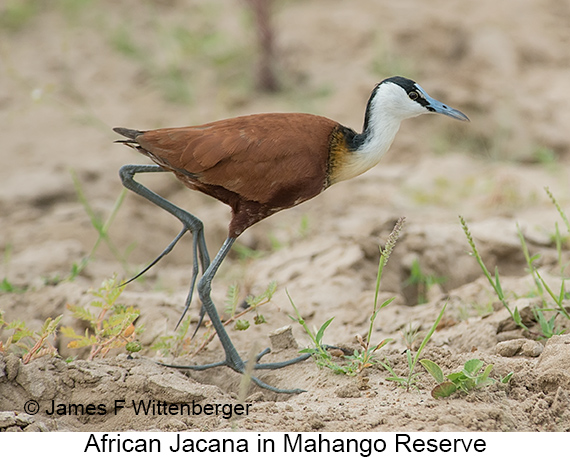 African Jacana - © James F Wittenberger and Exotic Birding LLC