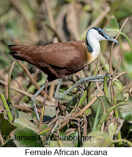 African Jacana - © James F Wittenberger and Exotic Birding LLC African Jacana - © James F Wittenberger and Exotic Birding LLC