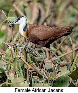 African Jacana - &copy; James F Wittenberger and Exotic Birding LLC