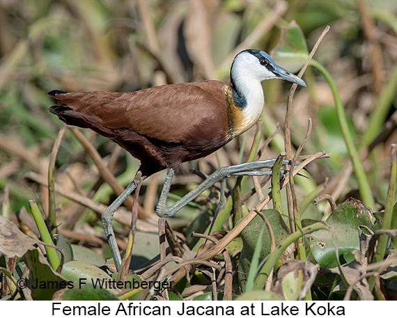 African Jacana - © James F Wittenberger and Exotic Birding LLC