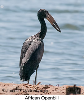 African Openbill - © James F Wittenberger and Exotic Birding LLC