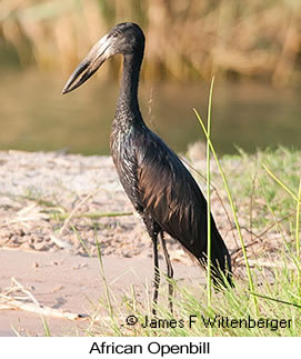 African Openbill - © James F Wittenberger and Exotic Birding LLC