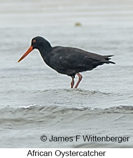 African Oystercatcher - © James F Wittenberger and Exotic Birding LLC