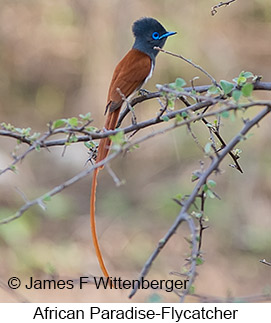 African Paradise-Flycatcher - © James F Wittenberger and Exotic Birding LLC