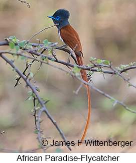 African Paradise-Flycatcher - © James F Wittenberger and Exotic Birding LLC