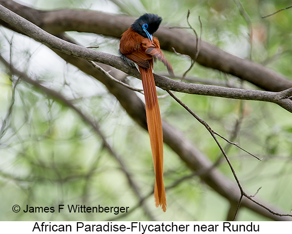 African Paradise-Flycatcher - © James F Wittenberger and Exotic Birding LLC