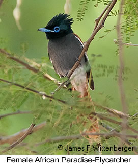 African Paradise-Flycatcher - © James F Wittenberger and Exotic Birding LLC African Paradise-Flycatcher - © James F Wittenberger and Exotic Birding LLC