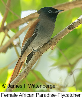 African Paradise-Flycatcher - © James F Wittenberger and Exotic Birding LLC