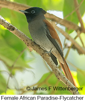 African Paradise-Flycatcher - © James F Wittenberger and Exotic Birding LLC