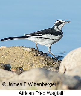 African Pied Wagtail - © James F Wittenberger and Exotic Birding LLC