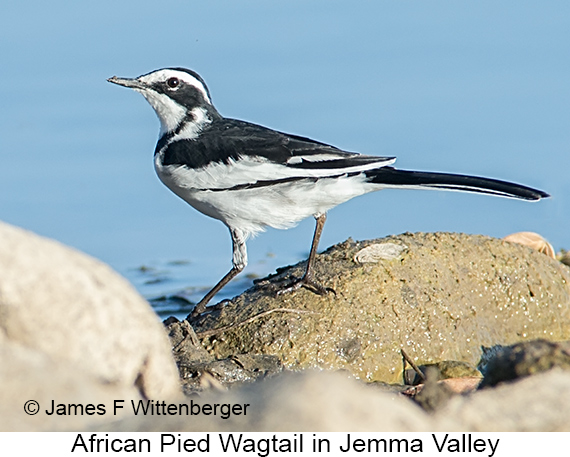 African Pied Wagtail - © James F Wittenberger and Exotic Birding LLC
