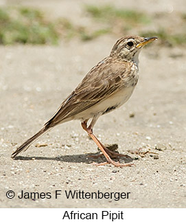 African Pipit - © James F Wittenberger and Exotic Birding LLC