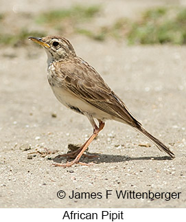 African Pipit - © James F Wittenberger and Exotic Birding LLC