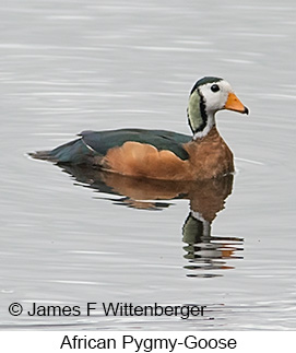 African Pygmy-Goose - © James F Wittenberger and Exotic Birding LLC
