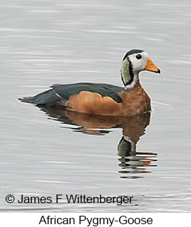 African Pygmy-Goose - © James F Wittenberger and Exotic Birding LLC African Pygmy-Goose - © James F Wittenberger and Exotic Birding LLC