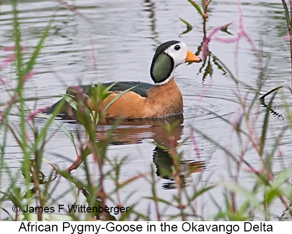 African Pygmy-Goose - © James F Wittenberger and Exotic Birding LLC African Pygmy-Goose - © James F Wittenberger and Exotic Birding LLC