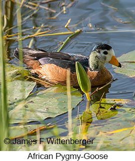 African Pygmy-Goose - © James F Wittenberger and Exotic Birding LLC