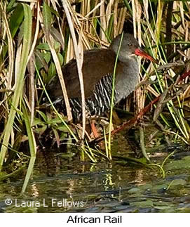 African Rail - © Laura L Fellows and Exotic Birding LLC