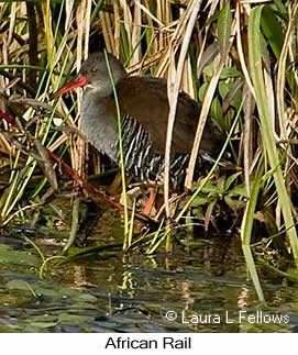 African Rail - © Laura L Fellows and Exotic Birding LLC