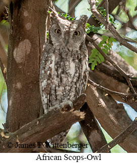 African Scops-Owl - © James F Wittenberger and Exotic Birding LLC