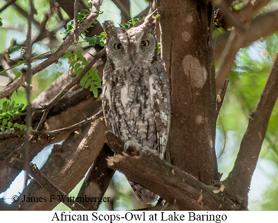 African Scops-Owl - © James F Wittenberger and Exotic Birding LLC