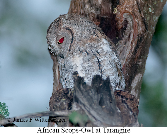 African Scops-Owl - © James F Wittenberger and Exotic Birding LLC