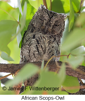 African Scops-Owl - © James F Wittenberger and Exotic Birding LLC