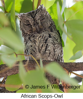 African Scops-Owl - © James F Wittenberger and Exotic Birding LLC